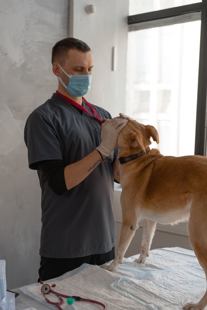 gallery-6 A veterinarian wearing a mask examines a dog in a clinic. Professional care setting.