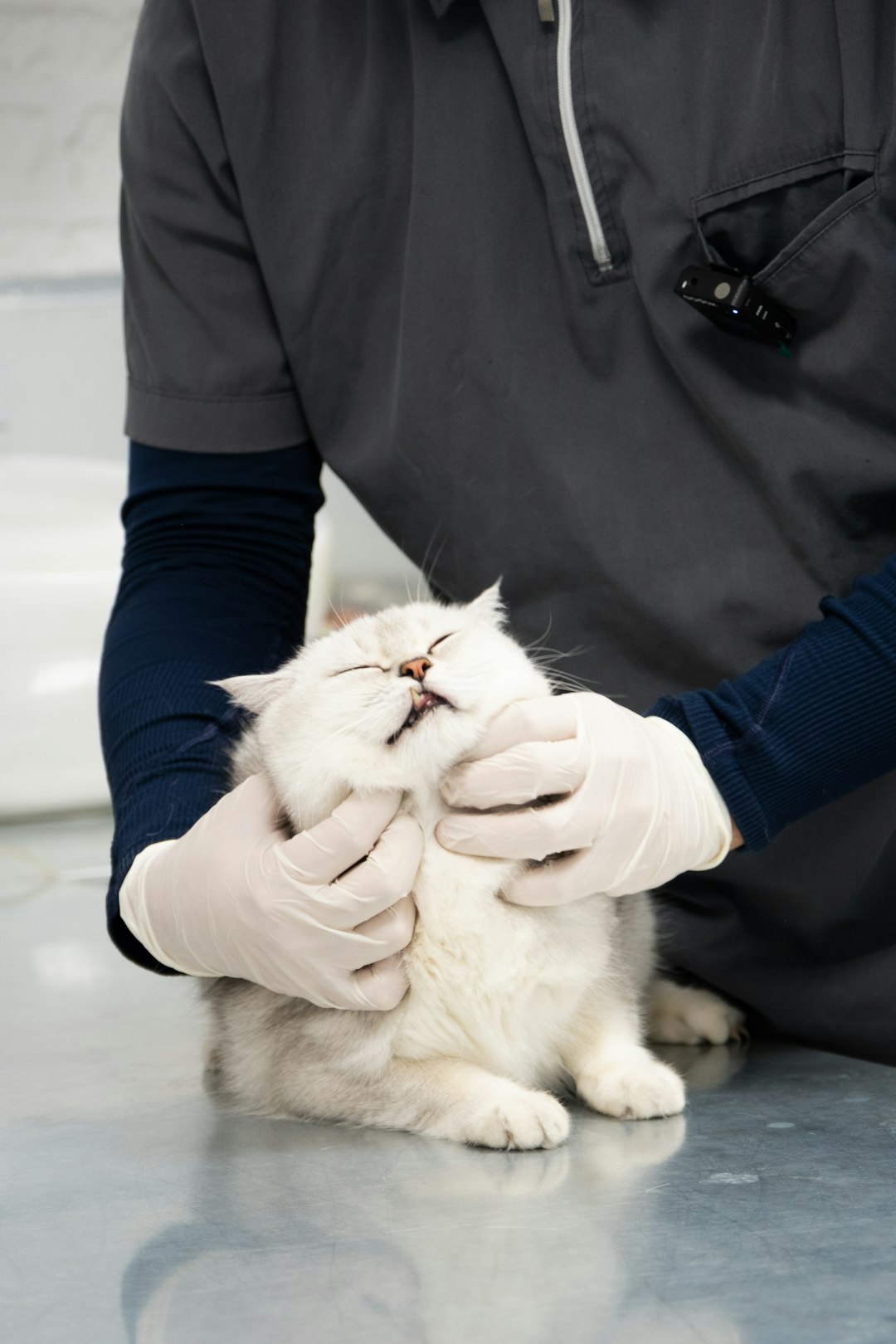 gallery-4 a-man-in-a-black-shirt-is-petting-a-white-cat-6yysmgthm-y