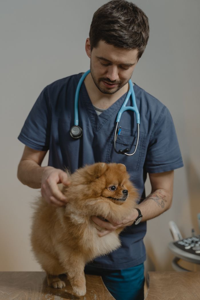 gallery-3 A veterinarian in scrubs with a stethoscope checks a Pomeranian dog indoors.