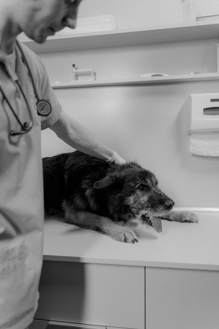 gallery-1 Veterinarian caring for a Rough Collie during an exam in a clinic, showcasing pet healthcare.