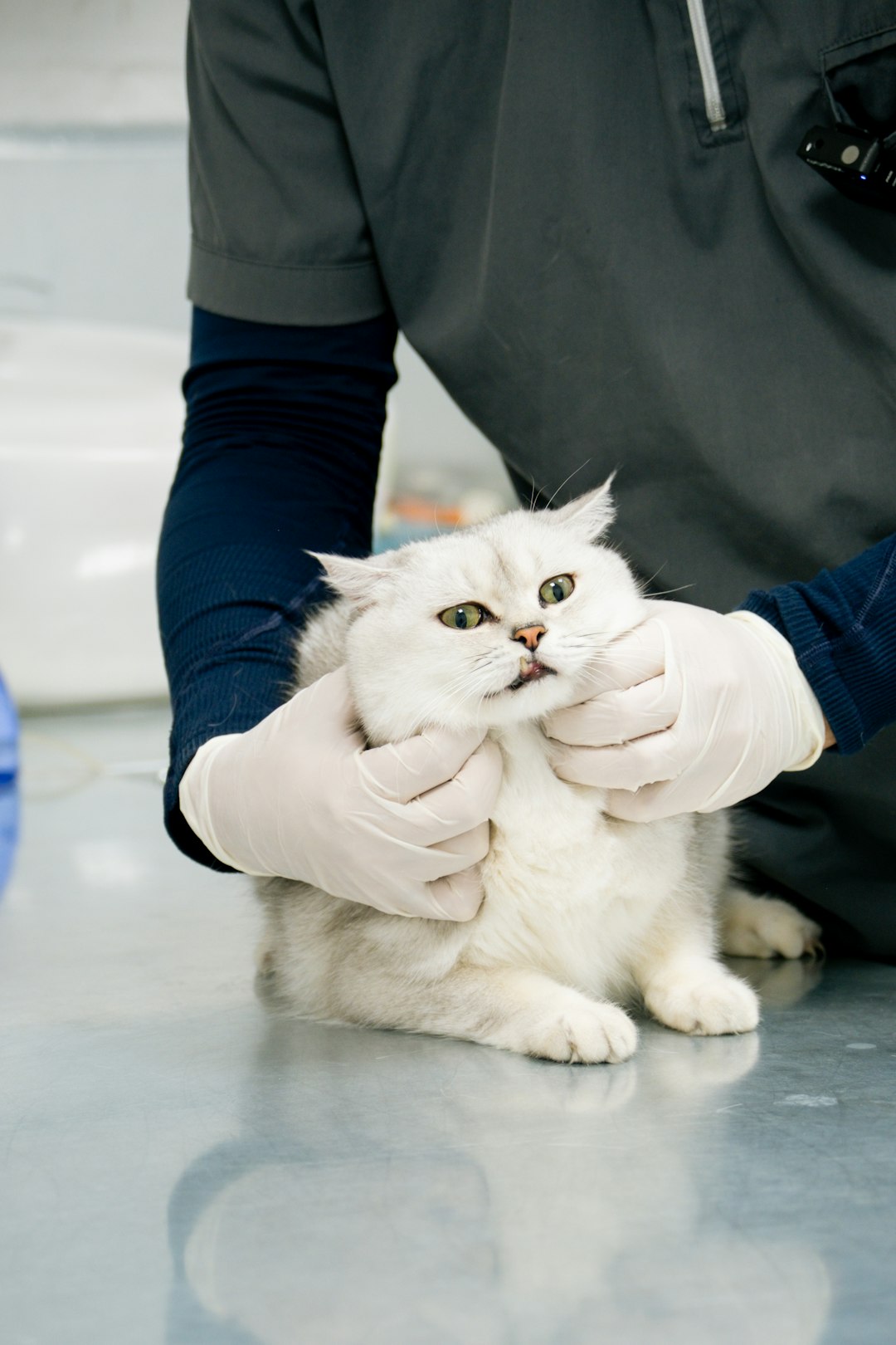 about-01 a-white-cat-being-examined-by-a-vet-bativpqwwqw