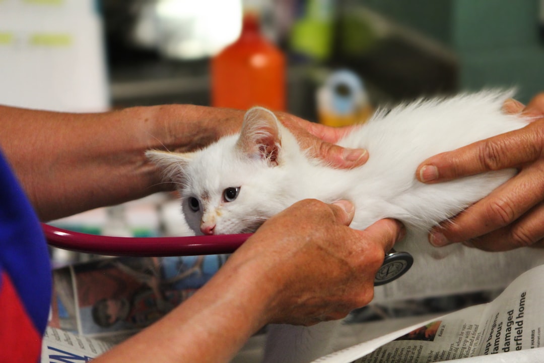 services-04 A kitty cat gets a checkup at a veterinary clinic in Pocatello, Idaho.