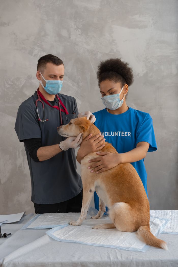 gallery-2 A veterinarian and a volunteer examine a dog during a check-up in a clinic.