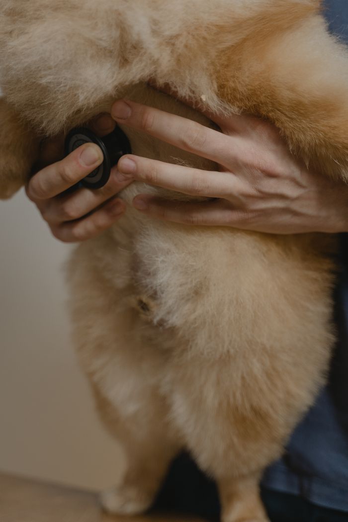 hero-img-01 A veterinarian performs a checkup on a fluffy dog using a stethoscope, highlighting care and wellness.