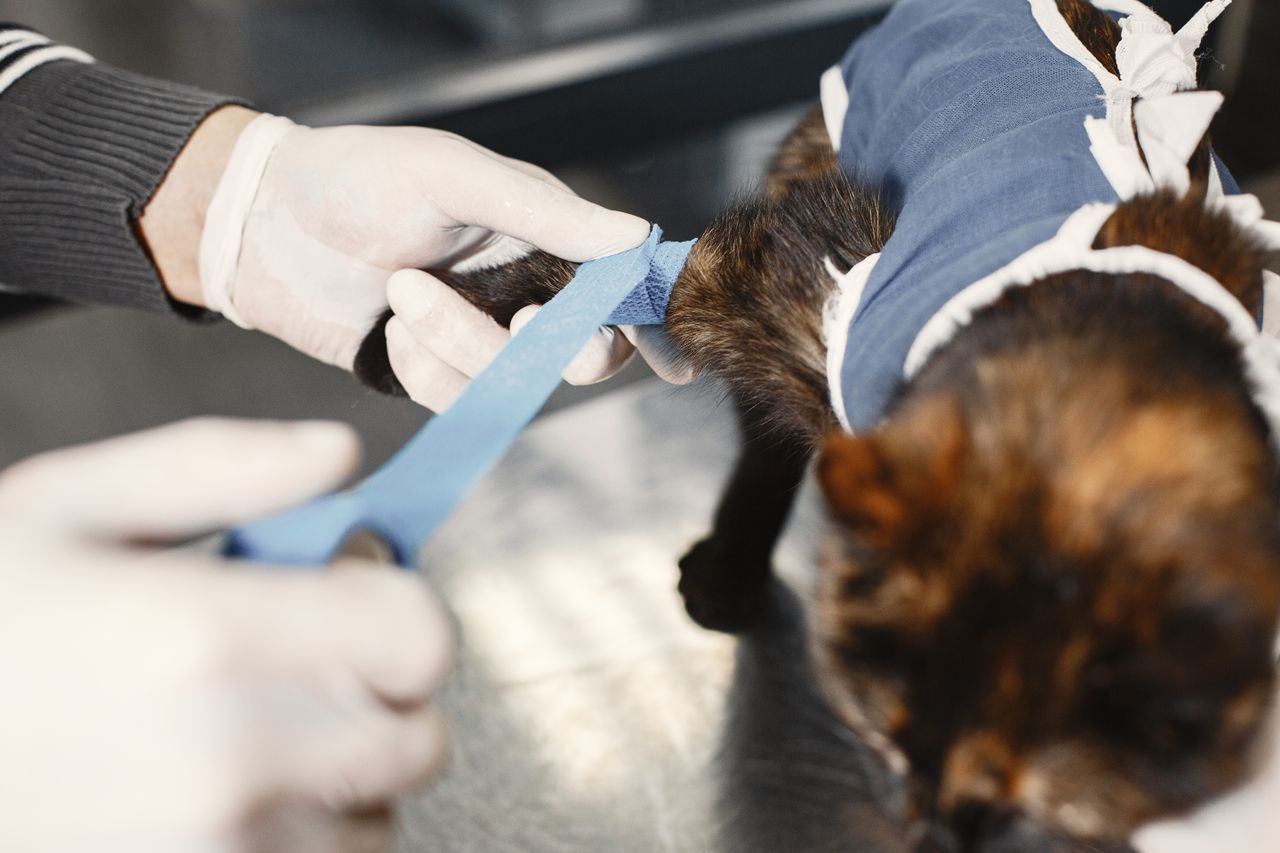 services-01 A veterinarian skillfully bandages a cat's paw post-surgery in a clinic setting.
